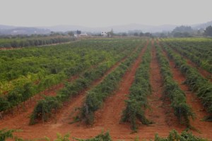 Landweine Ibiza - Balearen - Agrarnahrungsmittel, Ursprungsbezeichnungen und balearische Gastronomie